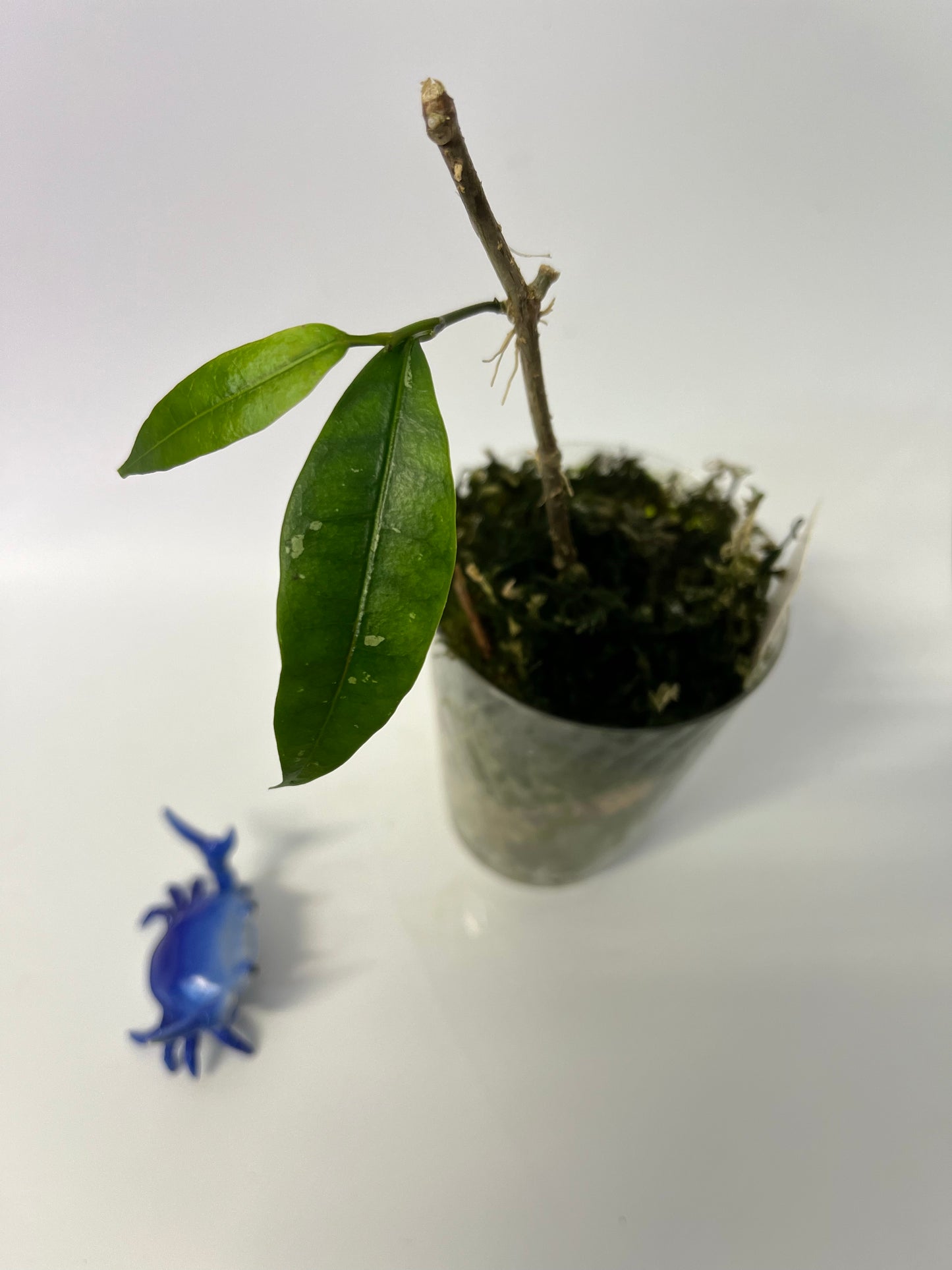 Hoya mappigera yellow corona - starting to root