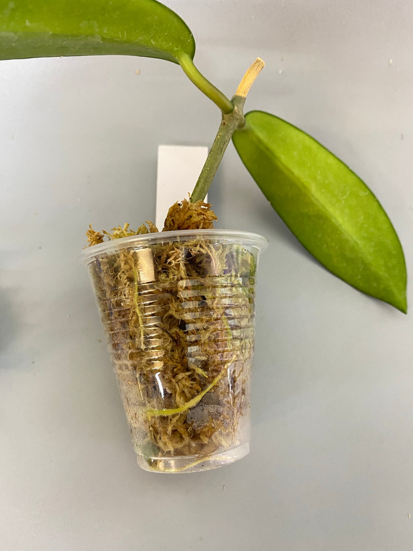 Hoya meliflua - has roots