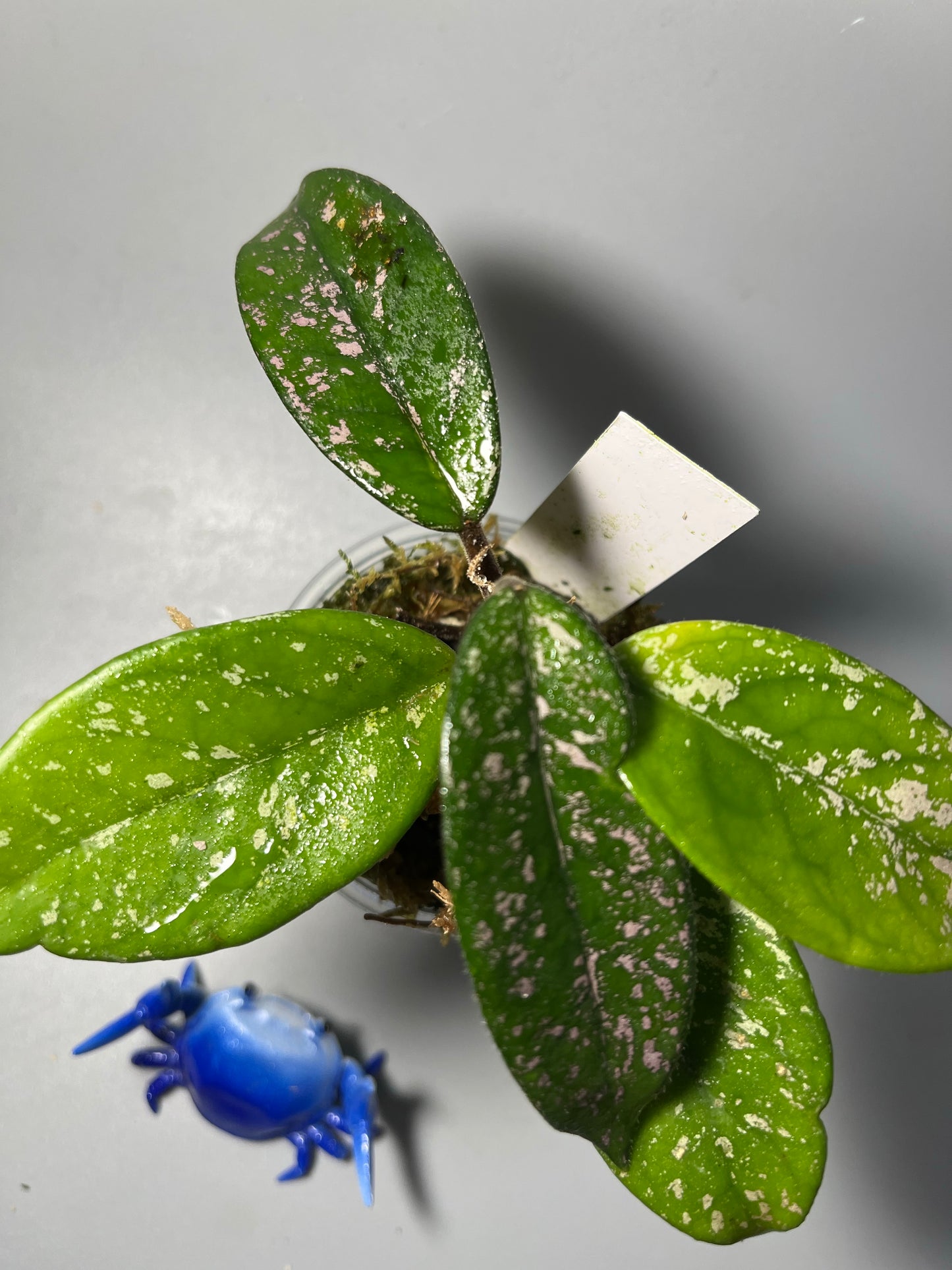 Hoya carnosa Wilbur graves Thailand - has some roots