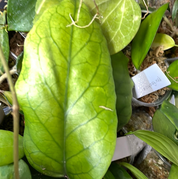 Hoya patcharawalai 029 not Icensis - fresh cut 1 leaf/node - Unrooted