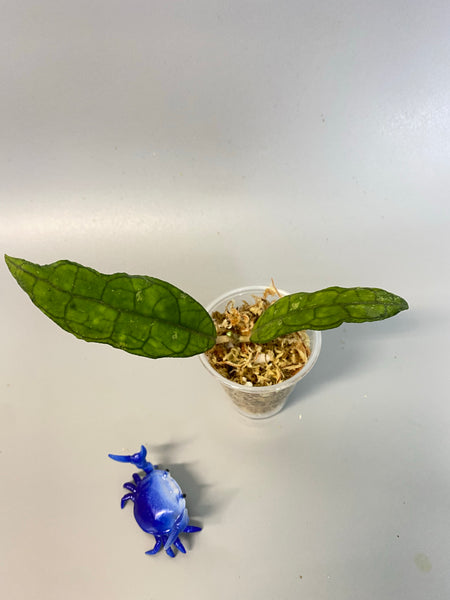 Hoya finlaysonii long leaf - Unrooted
