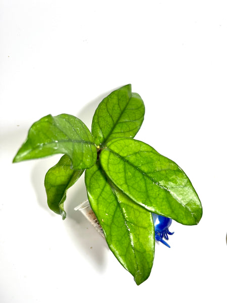 Hoya dasyantha - Unrooted