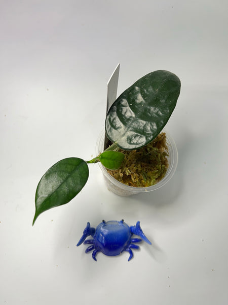 Hoya globulosa - active growth
