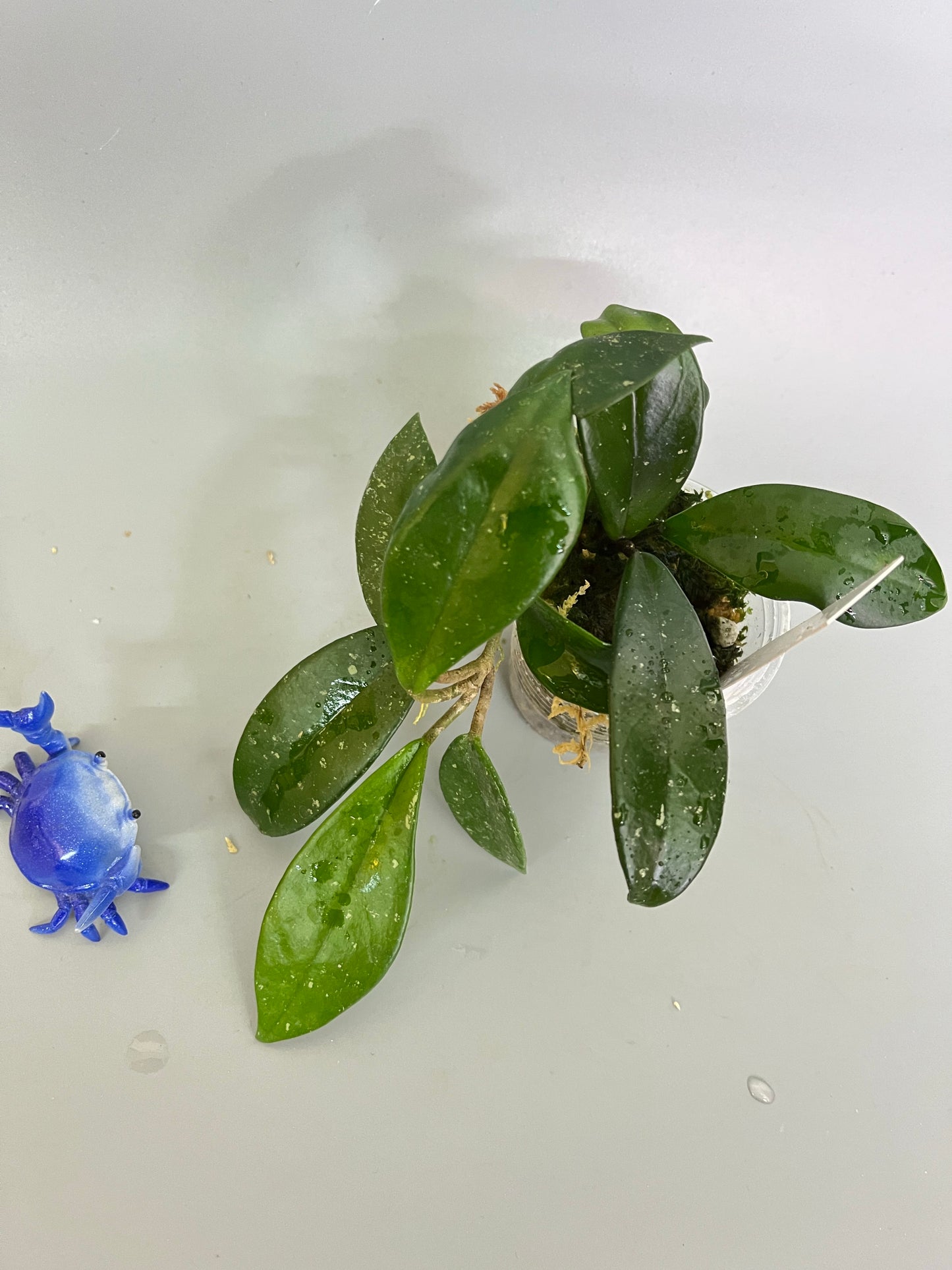 Hoya cv crystal - has roots