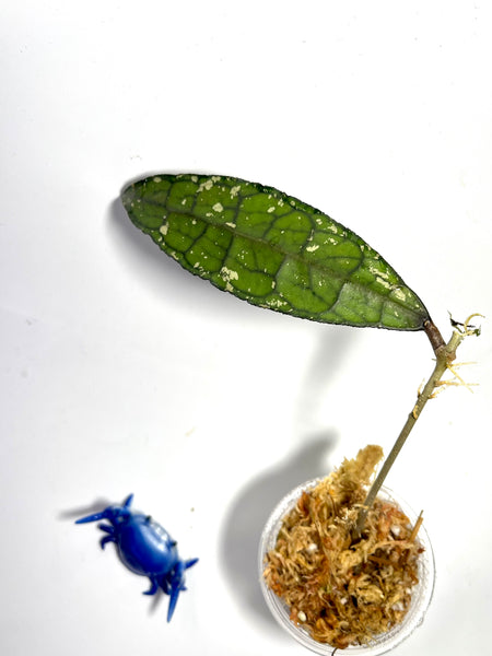 Hoya clemensorium - fresh cutting 1 node / 1 leaf - Unrooted