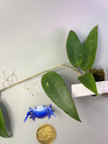 Hoya verticillata EPC spoon leaf - active growth