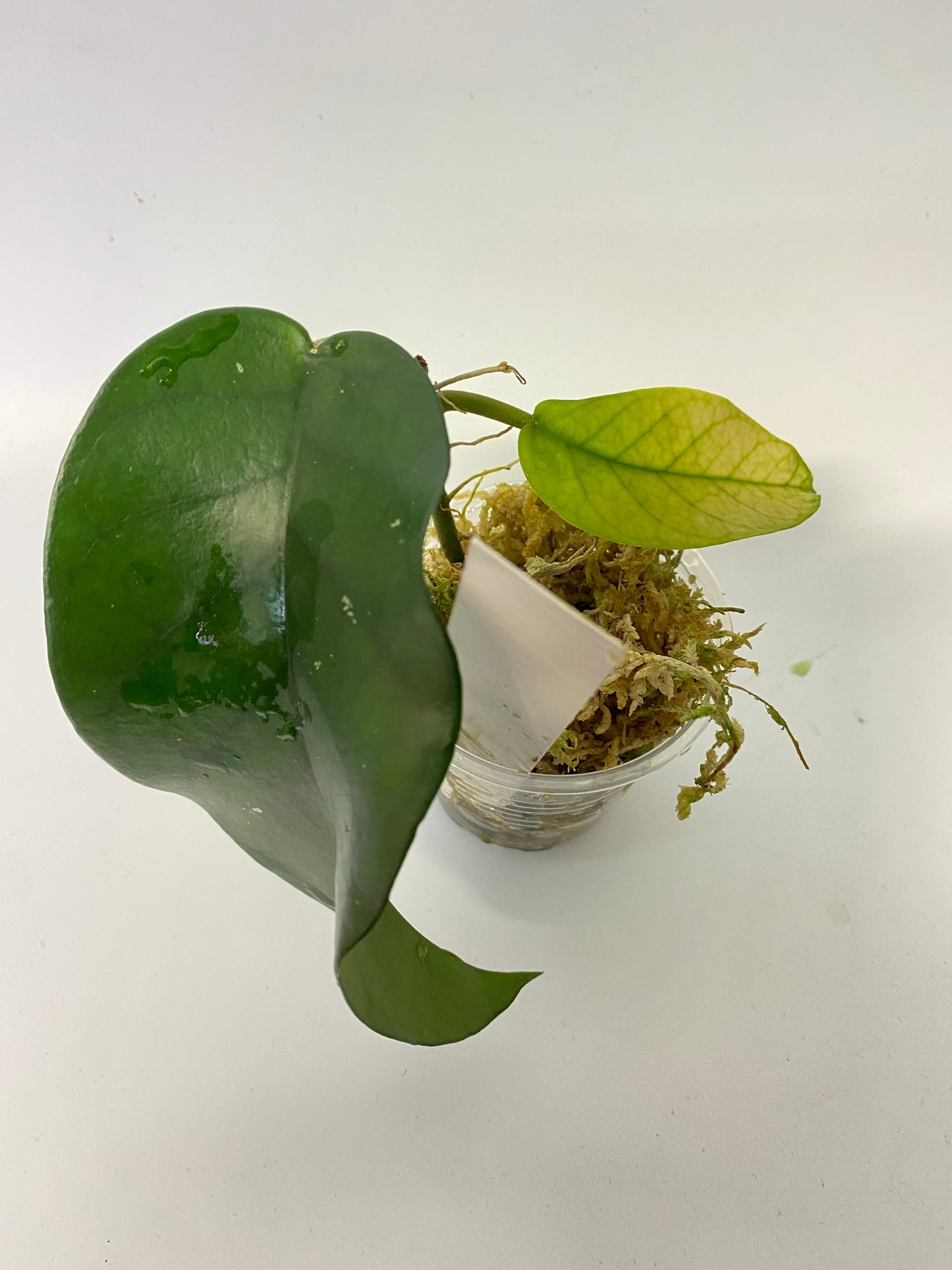 Hoya sp tam Dao- has roots