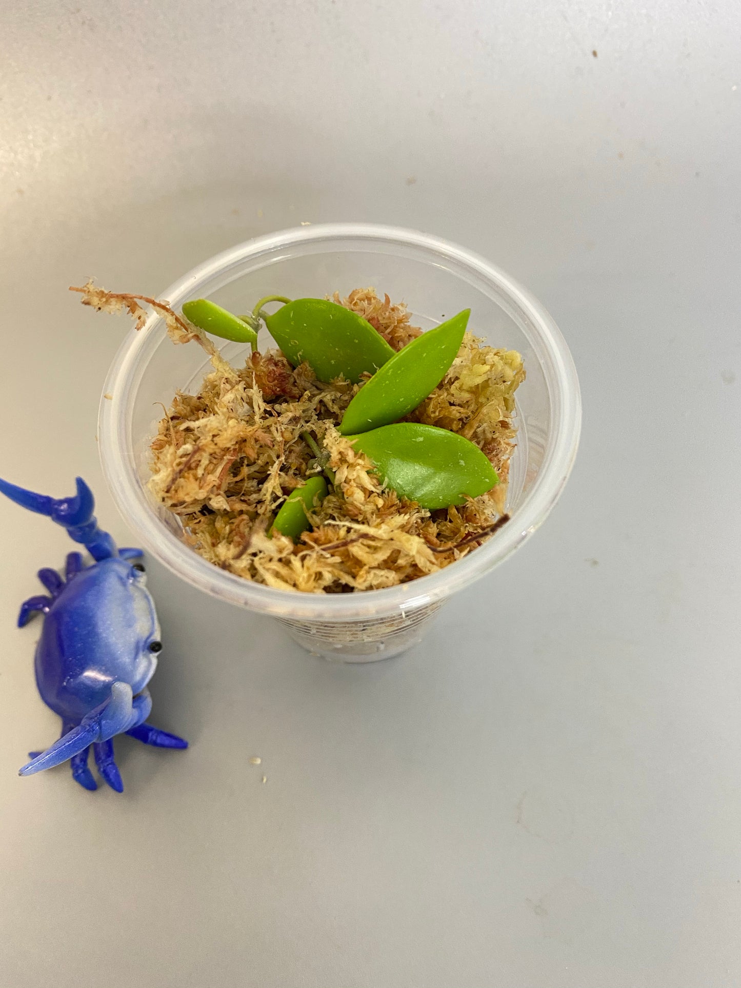 Hoya picta - unrooted