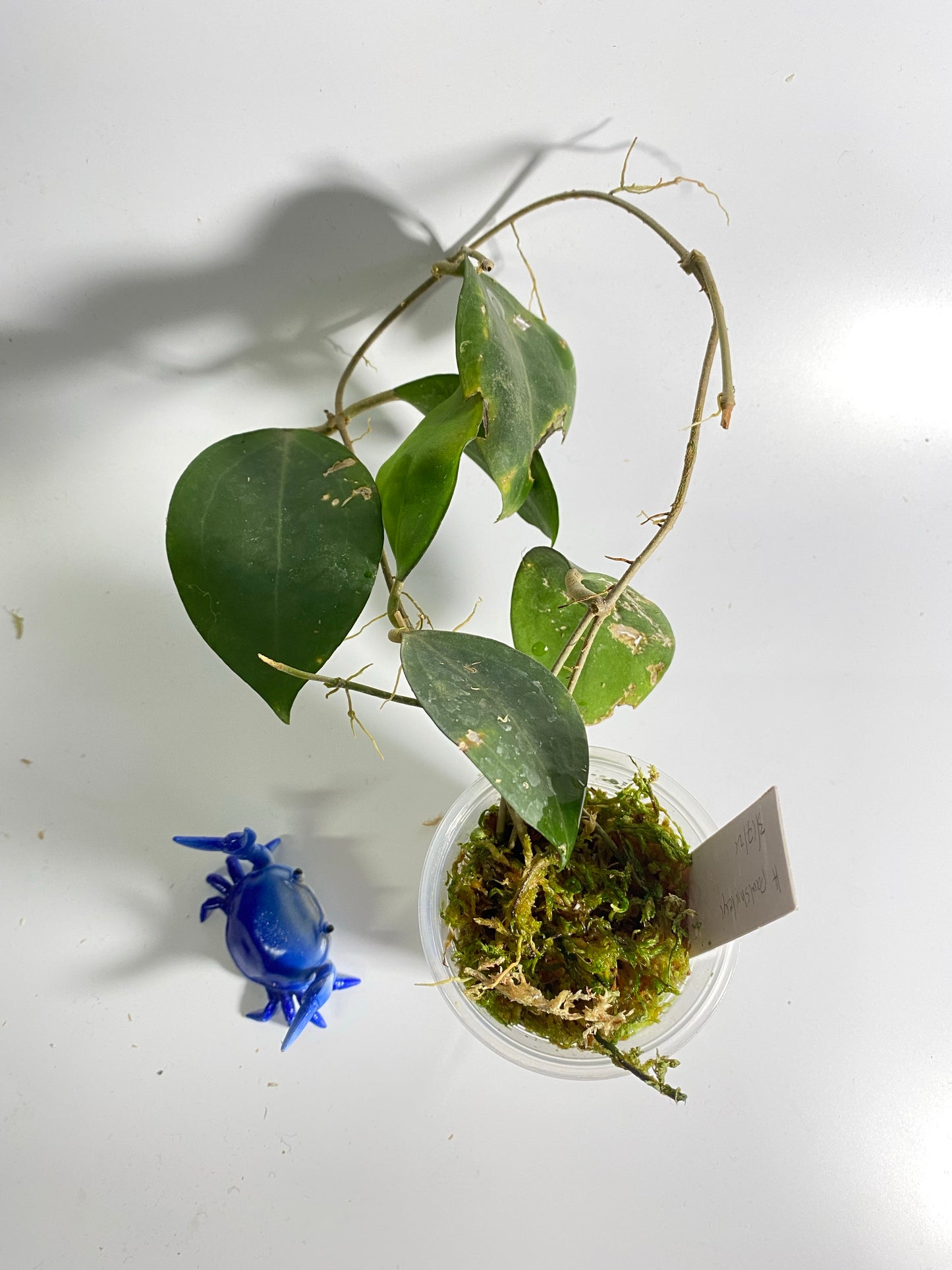 Hoya paulshirleyi - active growth