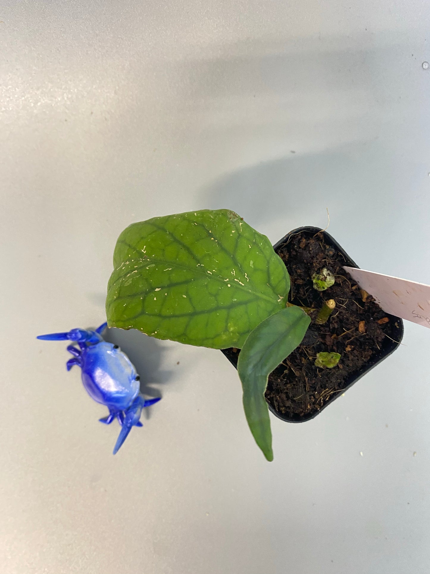 Hoya vitellinoides with new growth