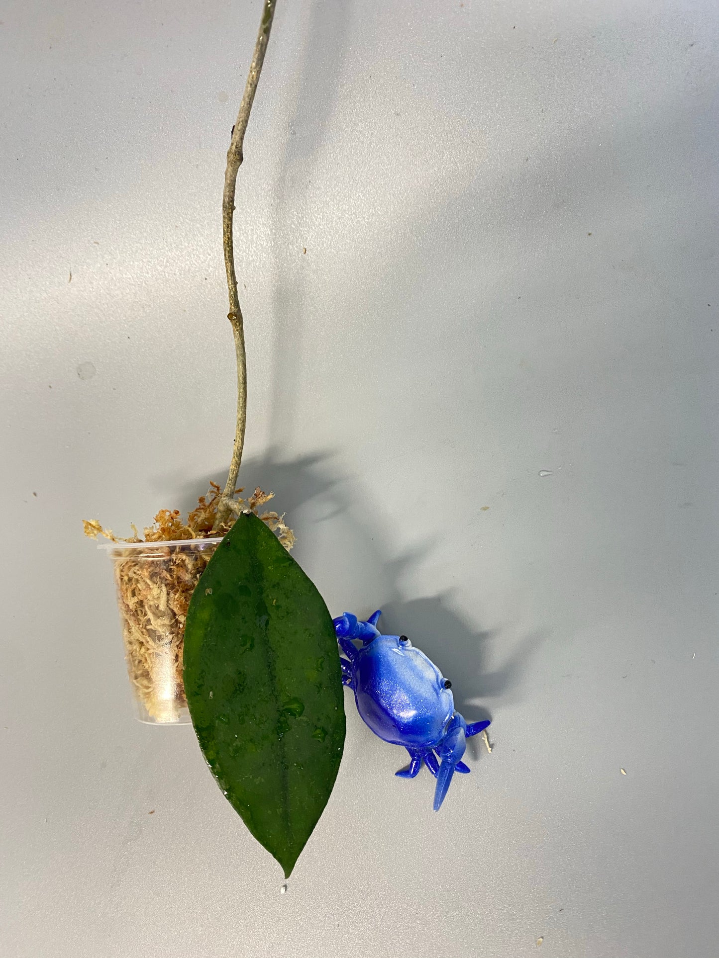 Hoya EPC 392 - aff finlaysonii - type starting to root