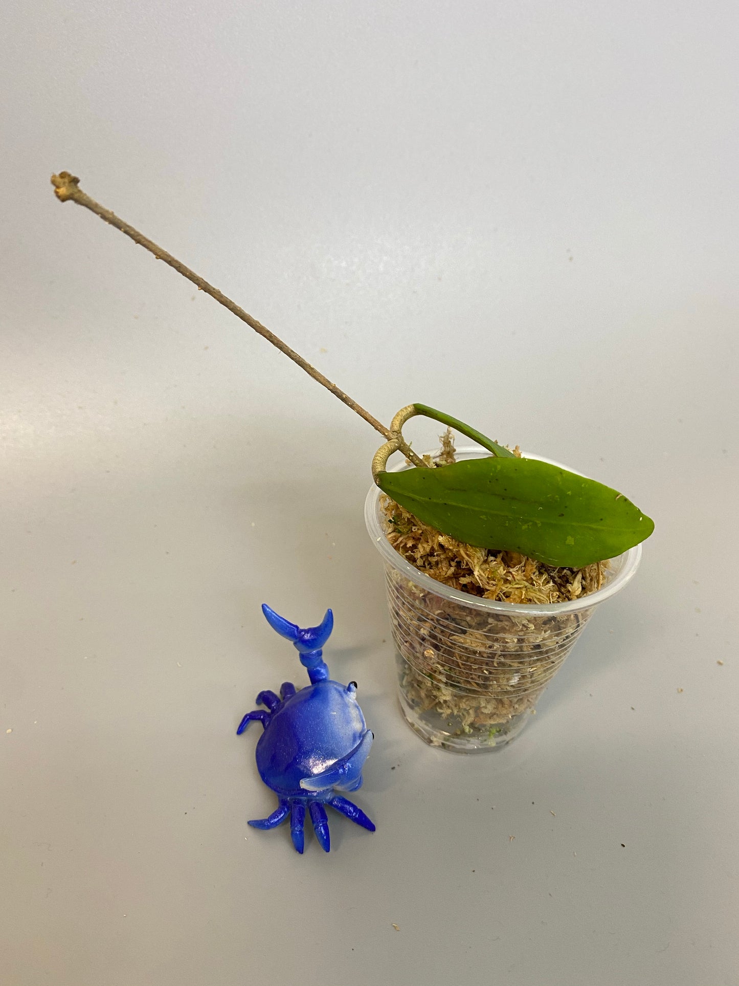 Hoya Rintzii - yellow with some roots.