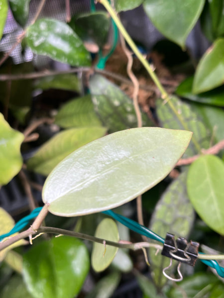 Hoya silver dollar - fresh cutting 1 node - Unrooted