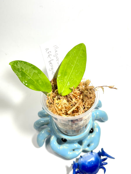 Hoya illagorium x aff benguetensis - Unrooted