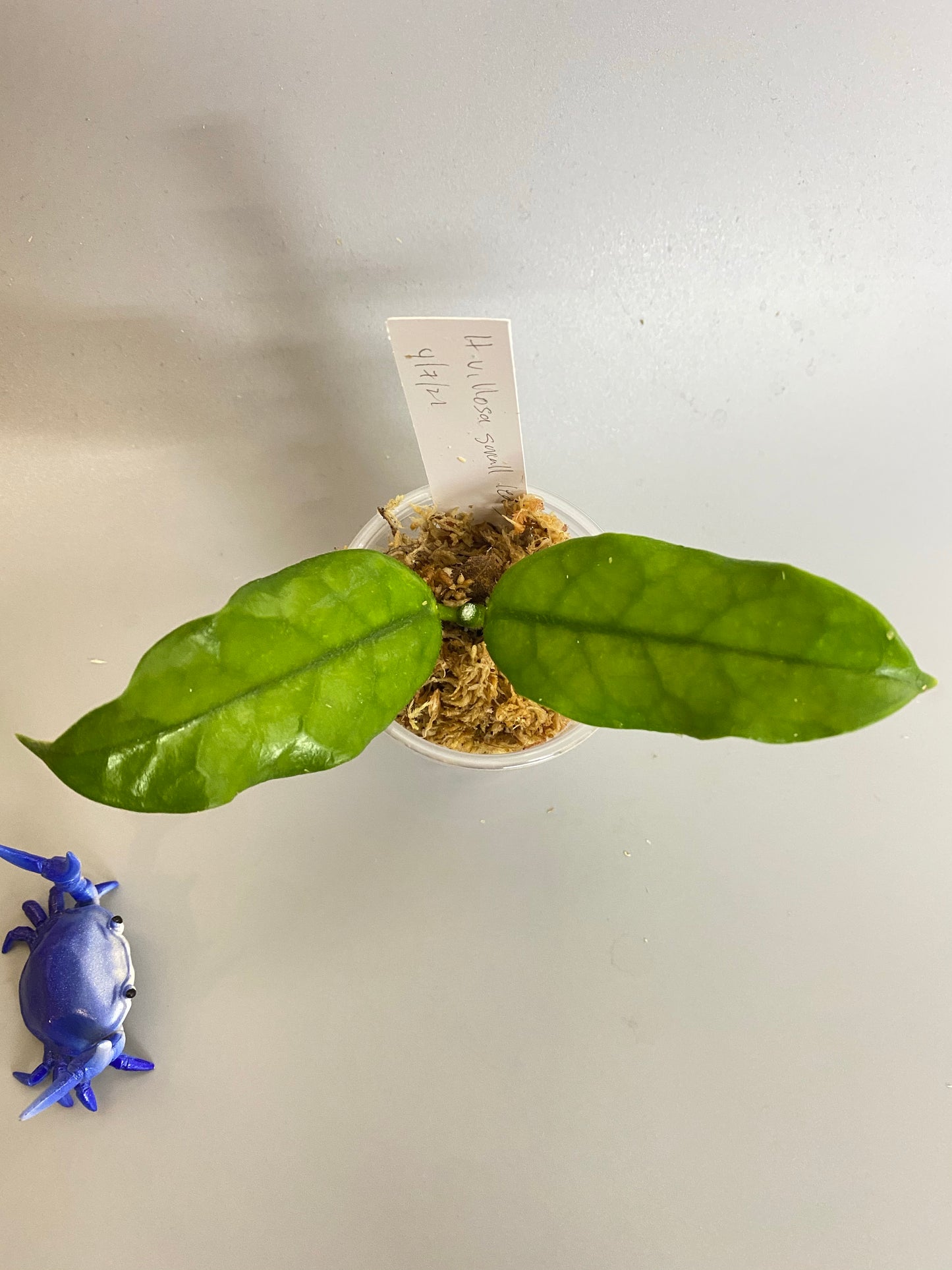 Hoya villosa small leaves - Unrooted