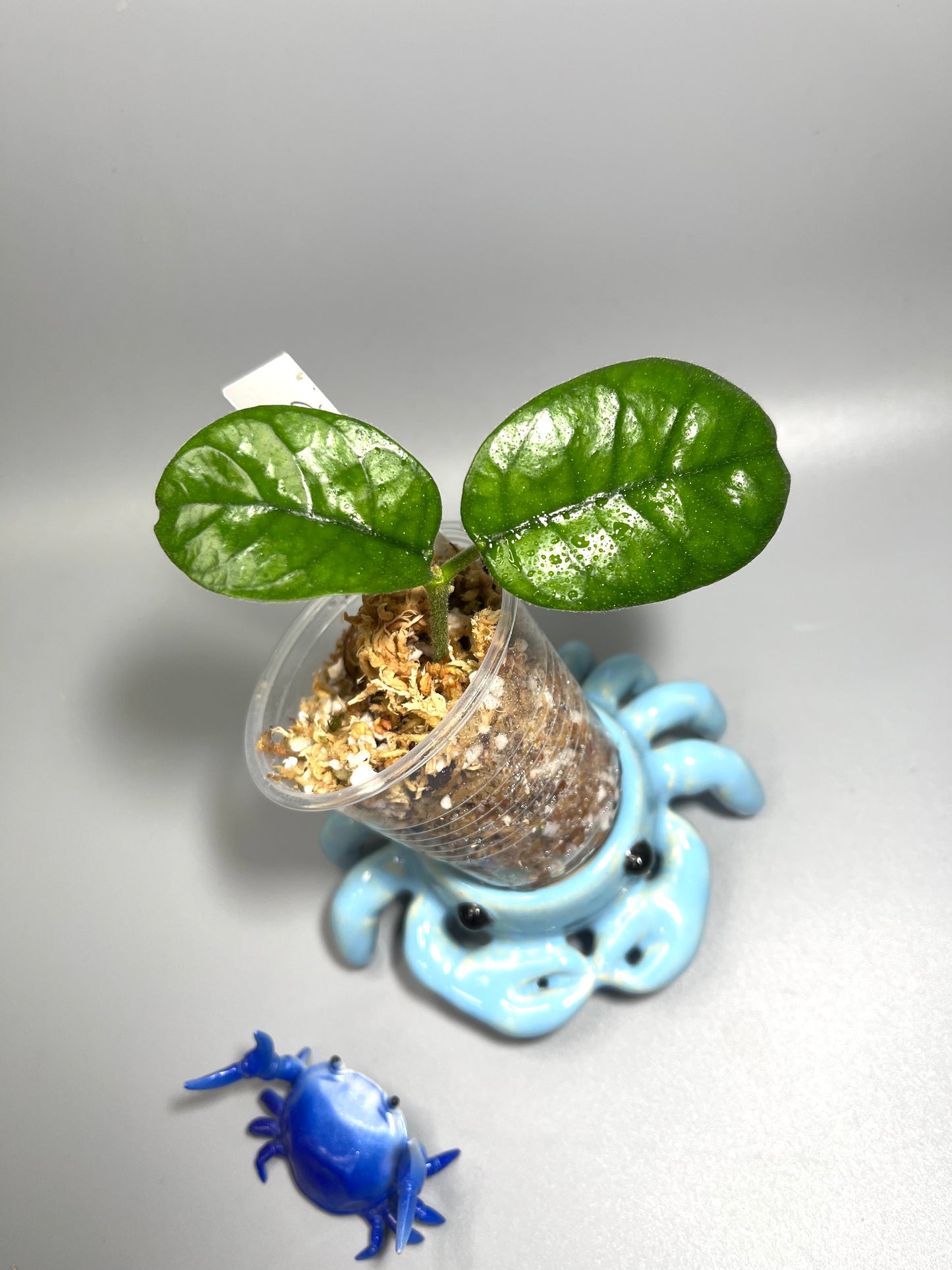 Hoya villosa cao dang / Cao bang - unrooted