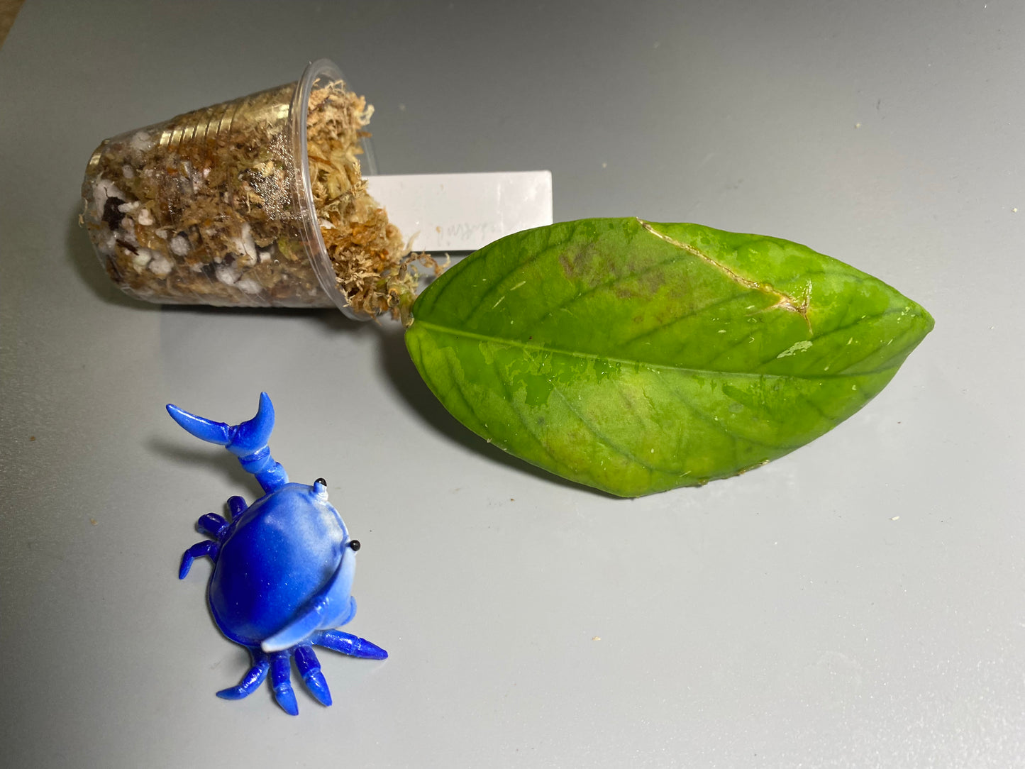 Hoya meredithii - starting to root