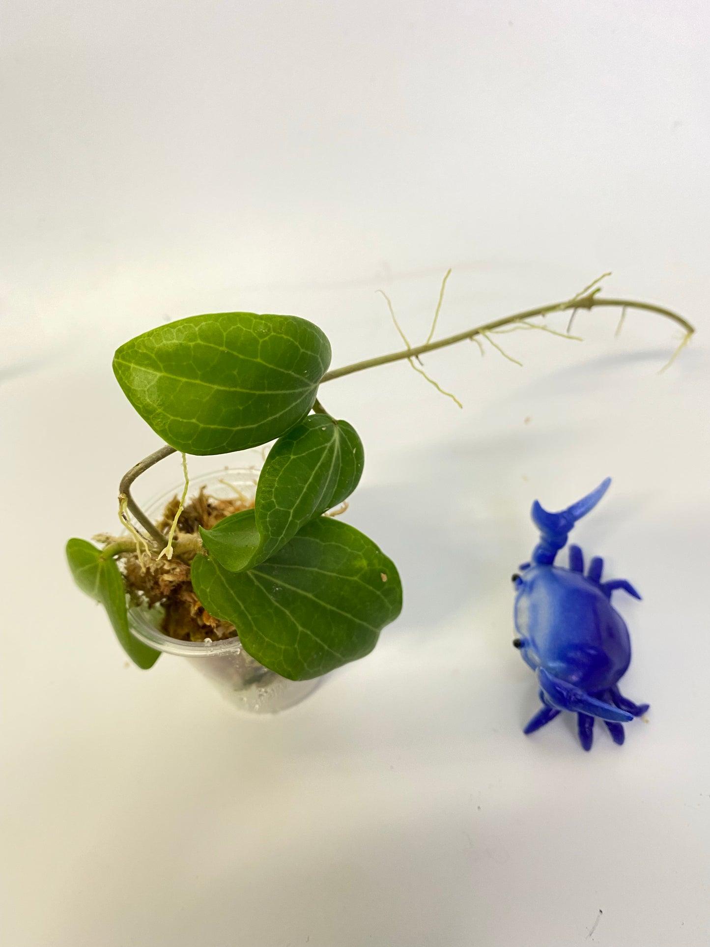 Hoya fitchii - orange - has roots