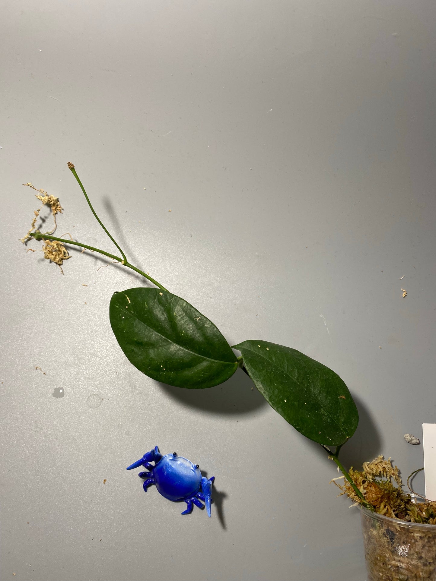 Hoya chewiorum - has some roots with peduncle