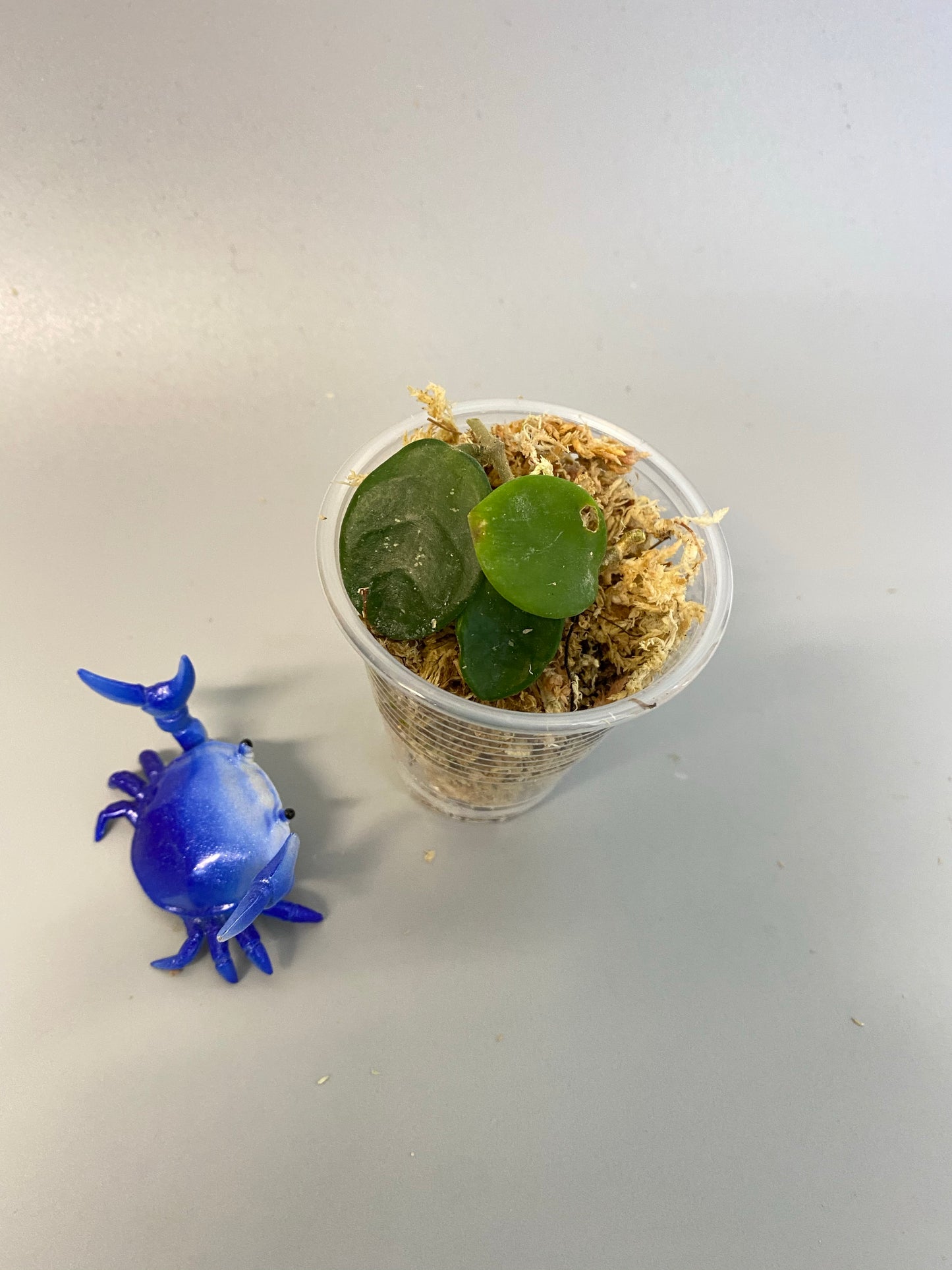 Hoya mathilde - some roots