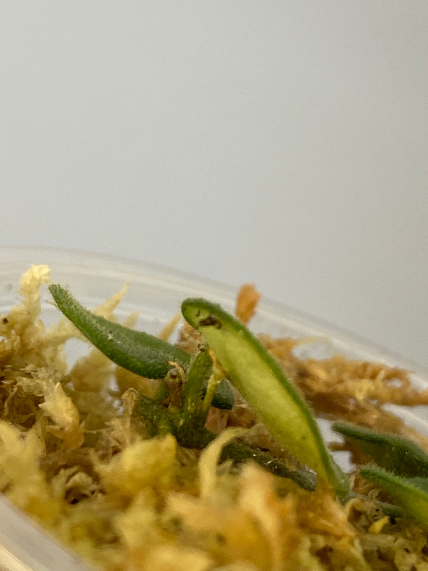 Hoya serpens with new growth emerging