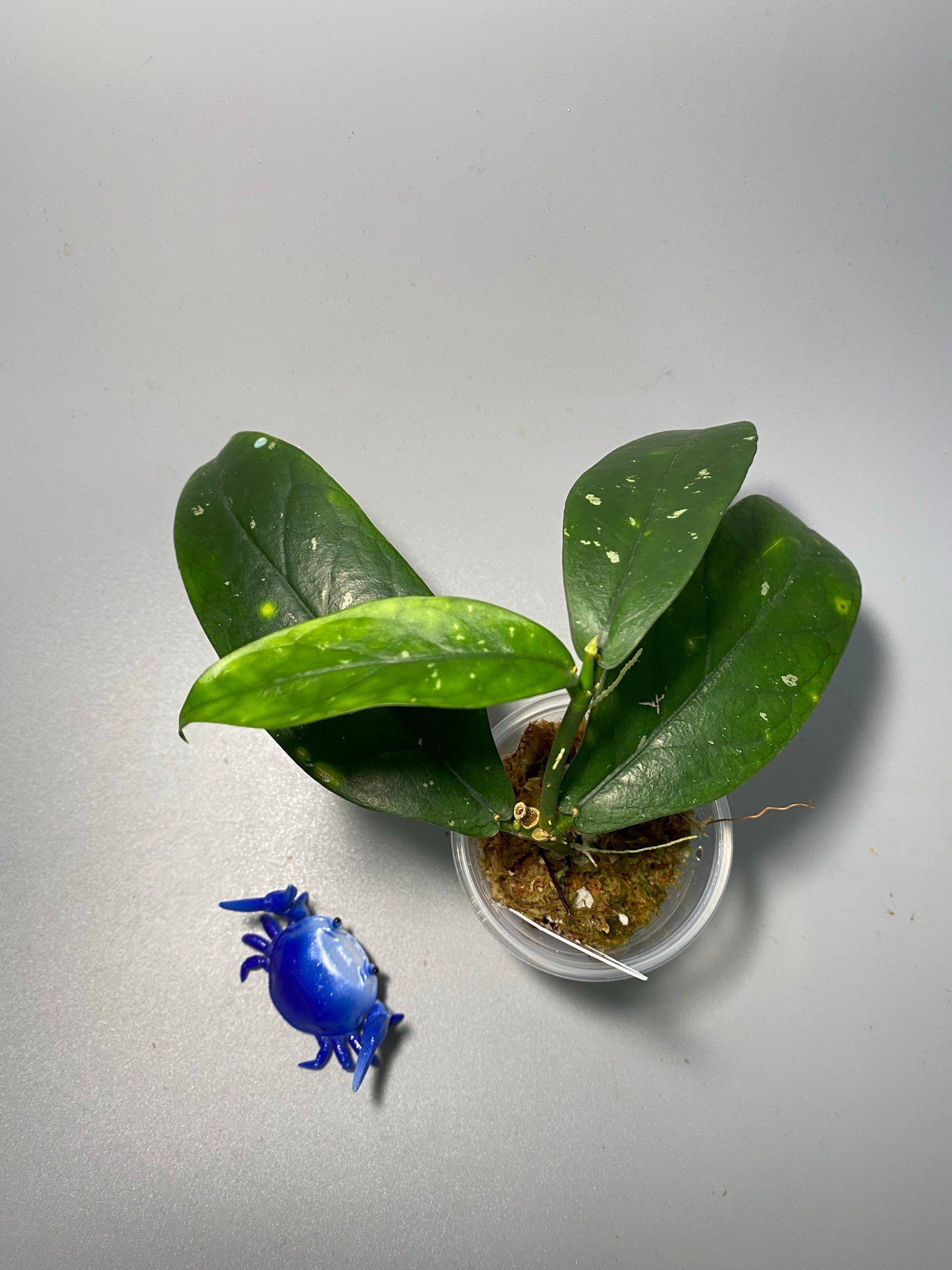 Hoya lobbii orange - has some roots