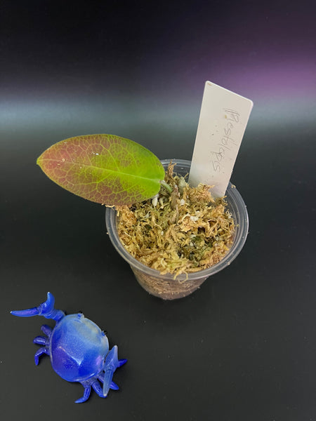 Hoya piestolepis  - Unrooted
