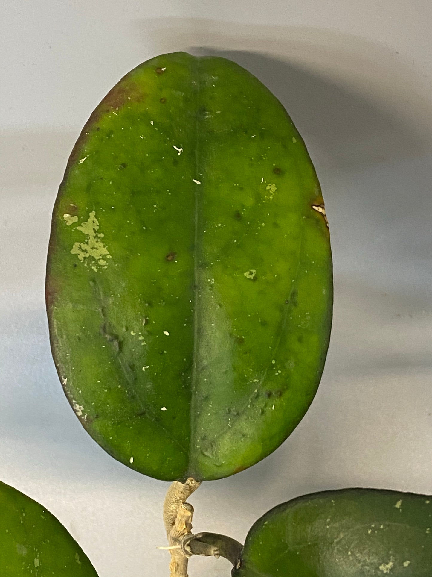 Hoya cv Joy - with active growth