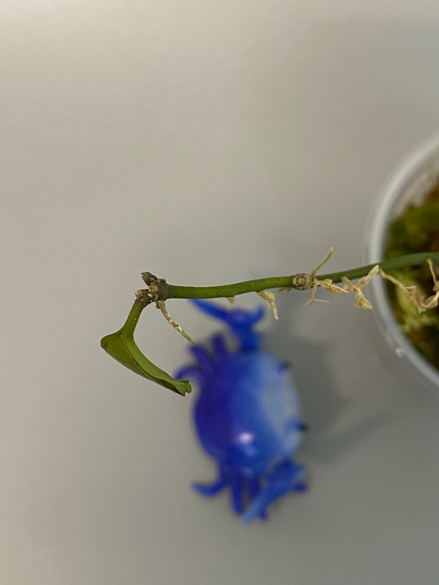 Hoya endauensis - active growth