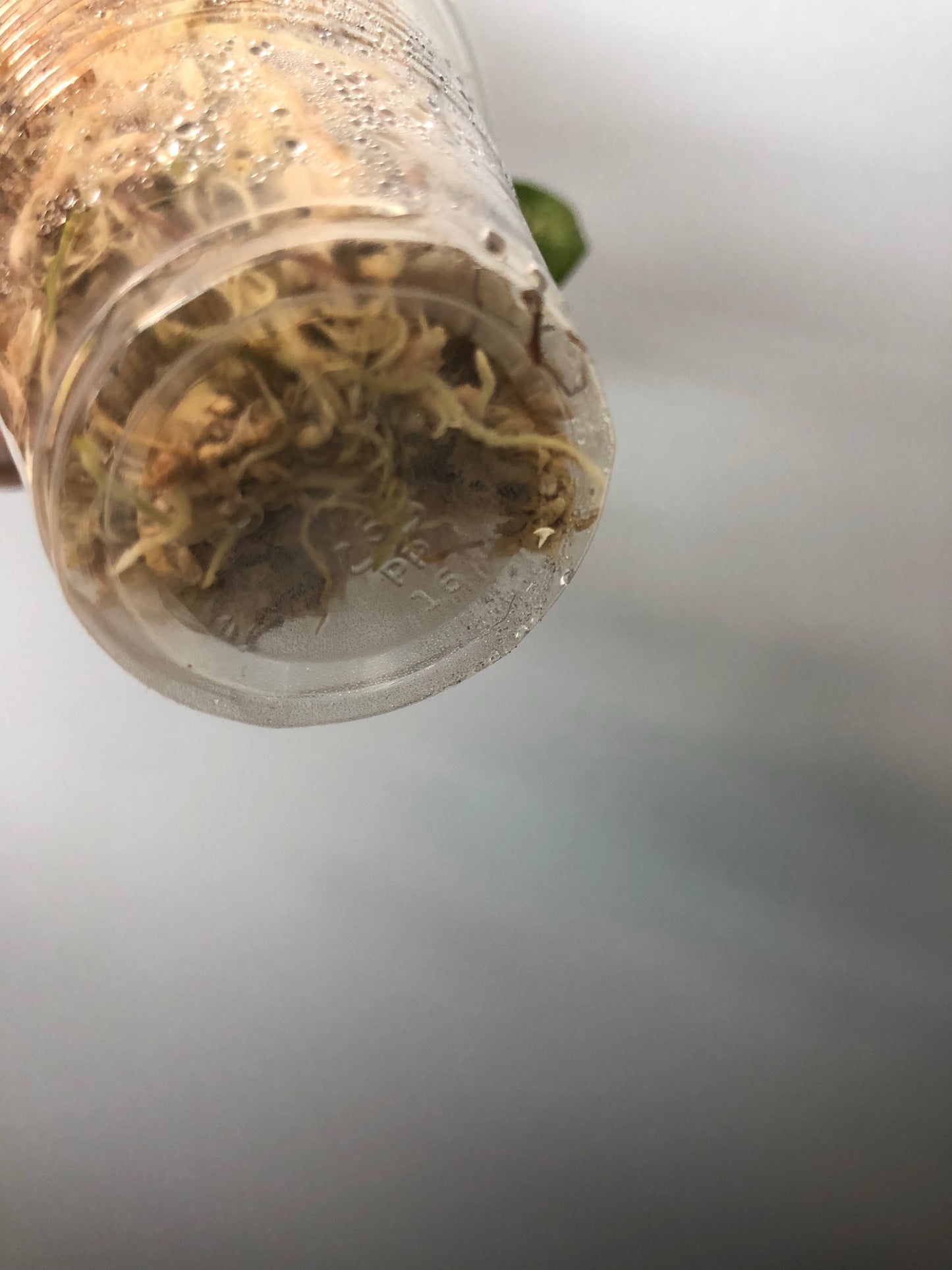 Hoya rotundiflora - rooted