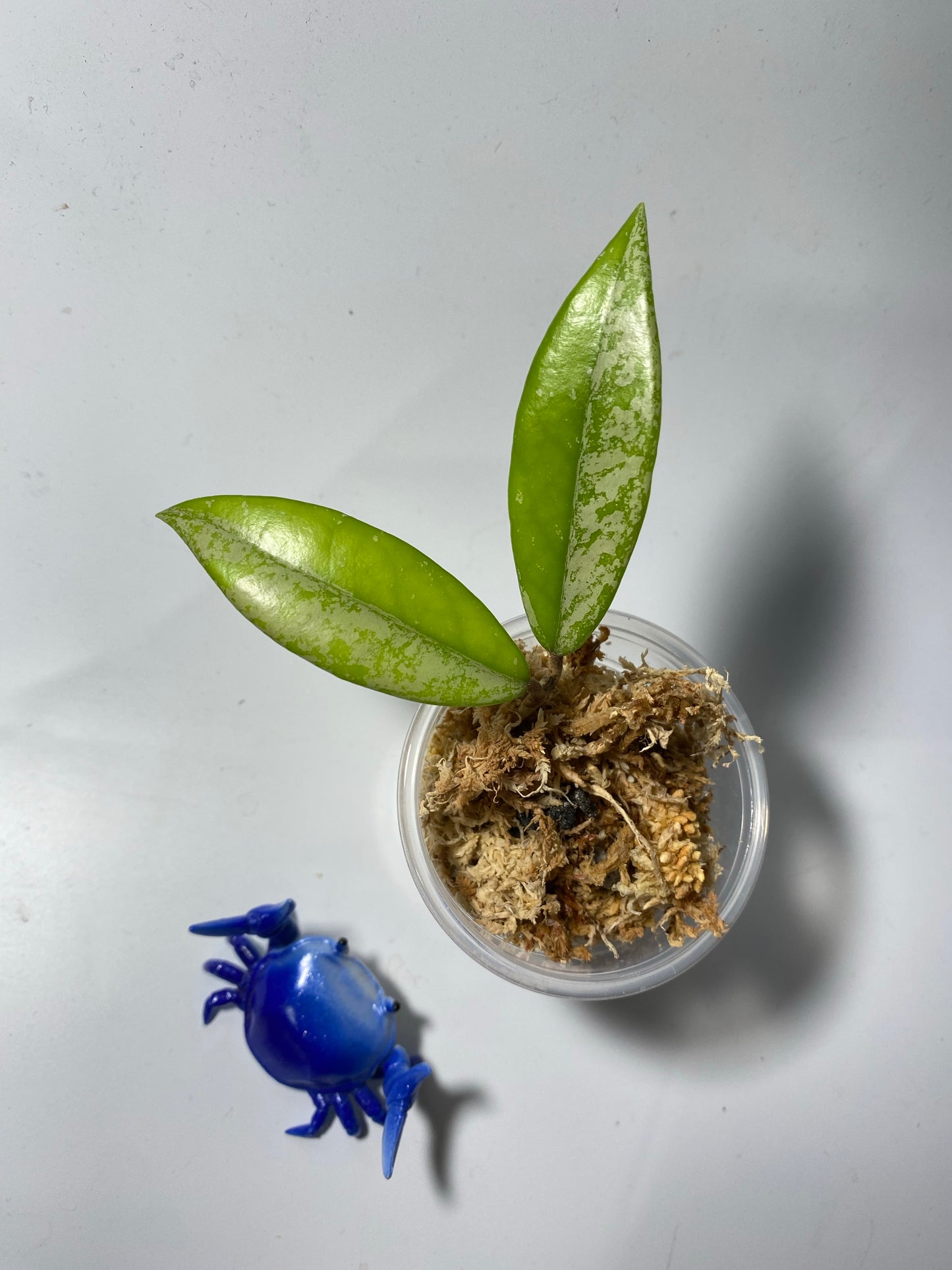 Hoya carnosa Wilbur graves NOID China - Unrooted