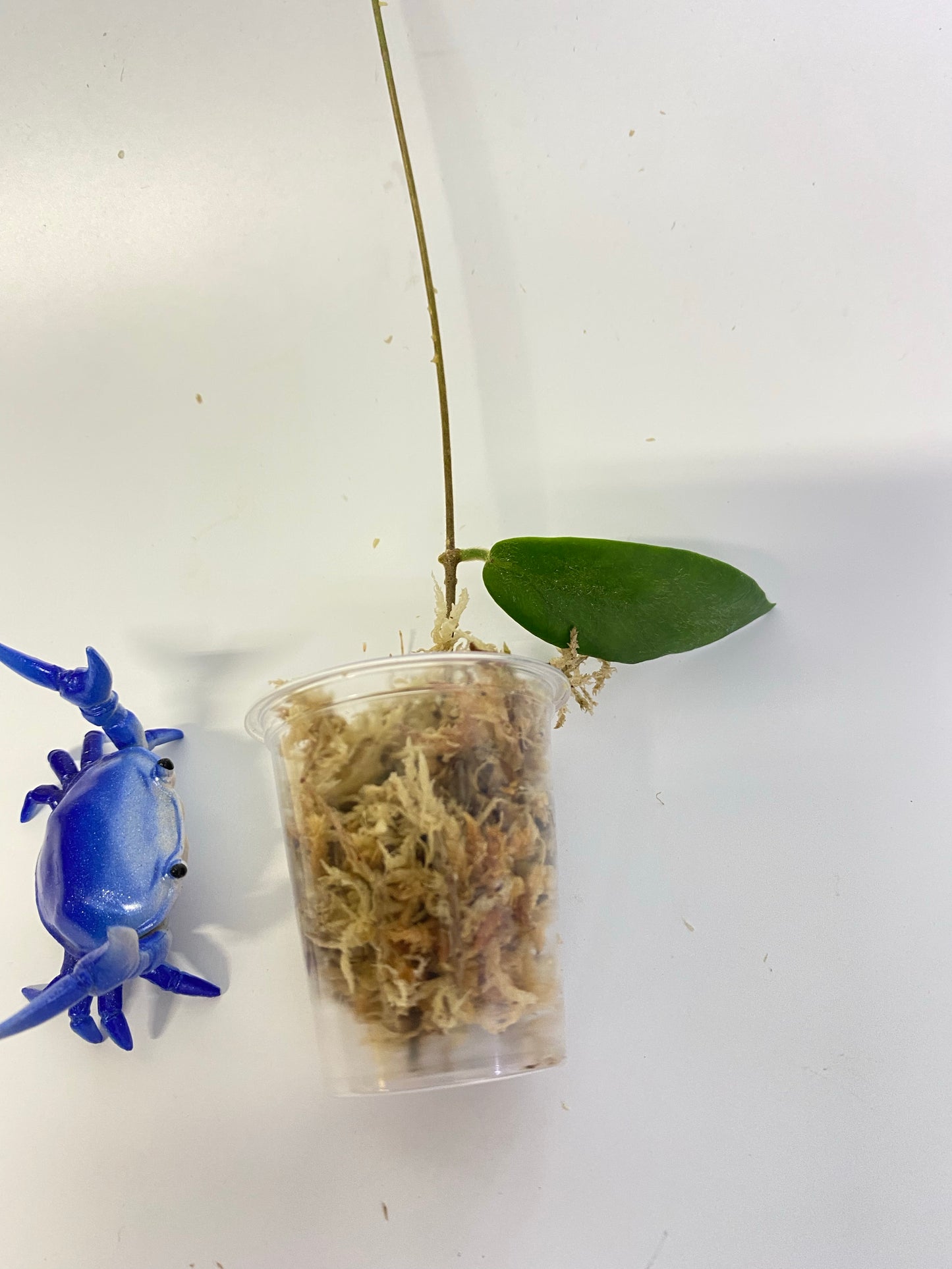 Hoya patella white - Unrooted - free add-on