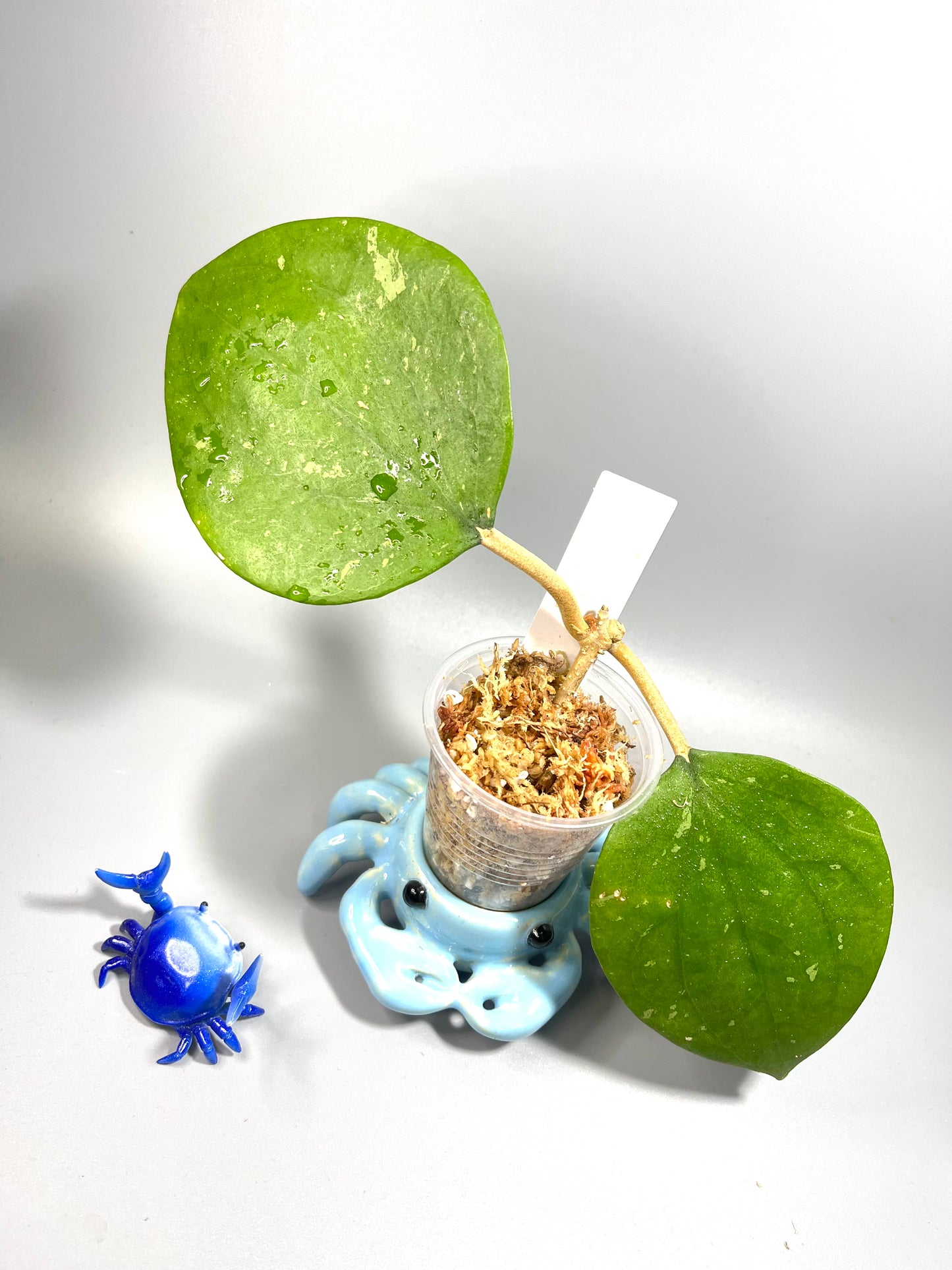 Hoya balaensis - unrooted