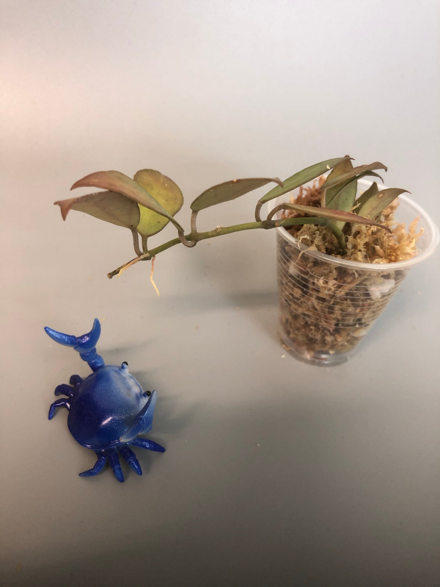 Hoya Rebecca - some roots