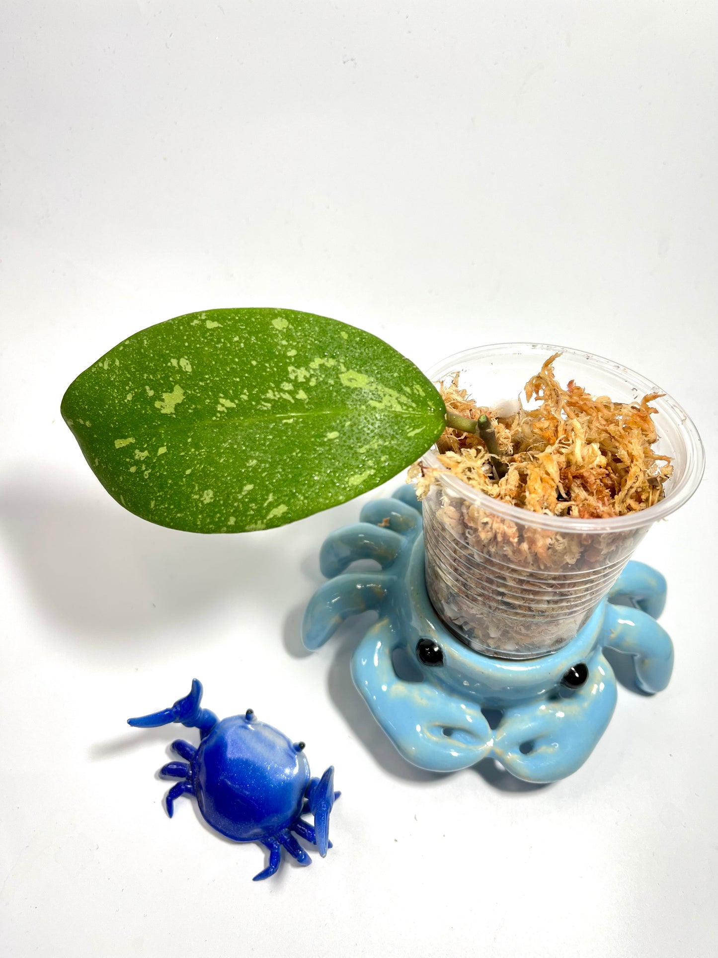 Hoya aff Verticillata vietnam - unrooted