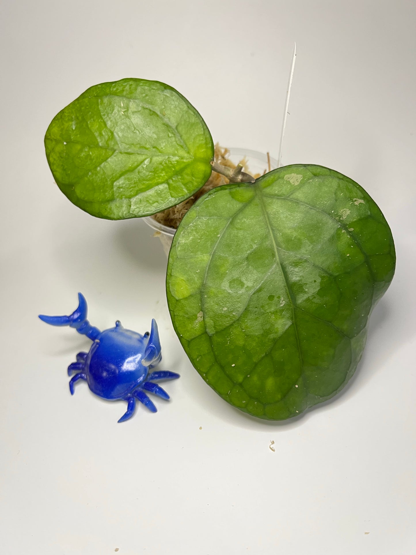 Hoya cv Ricardo - Unrooted