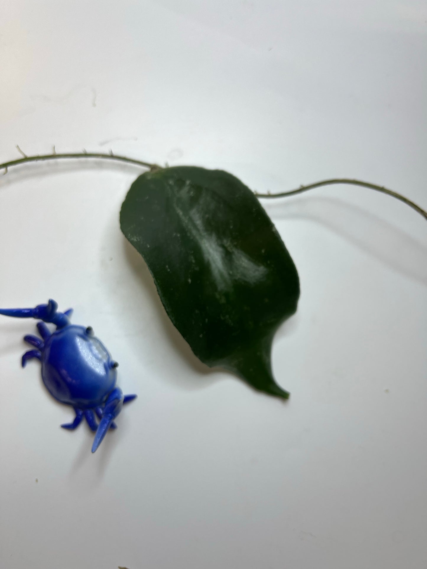 Hoya caudata big green leaf - fresh cut - unrooted