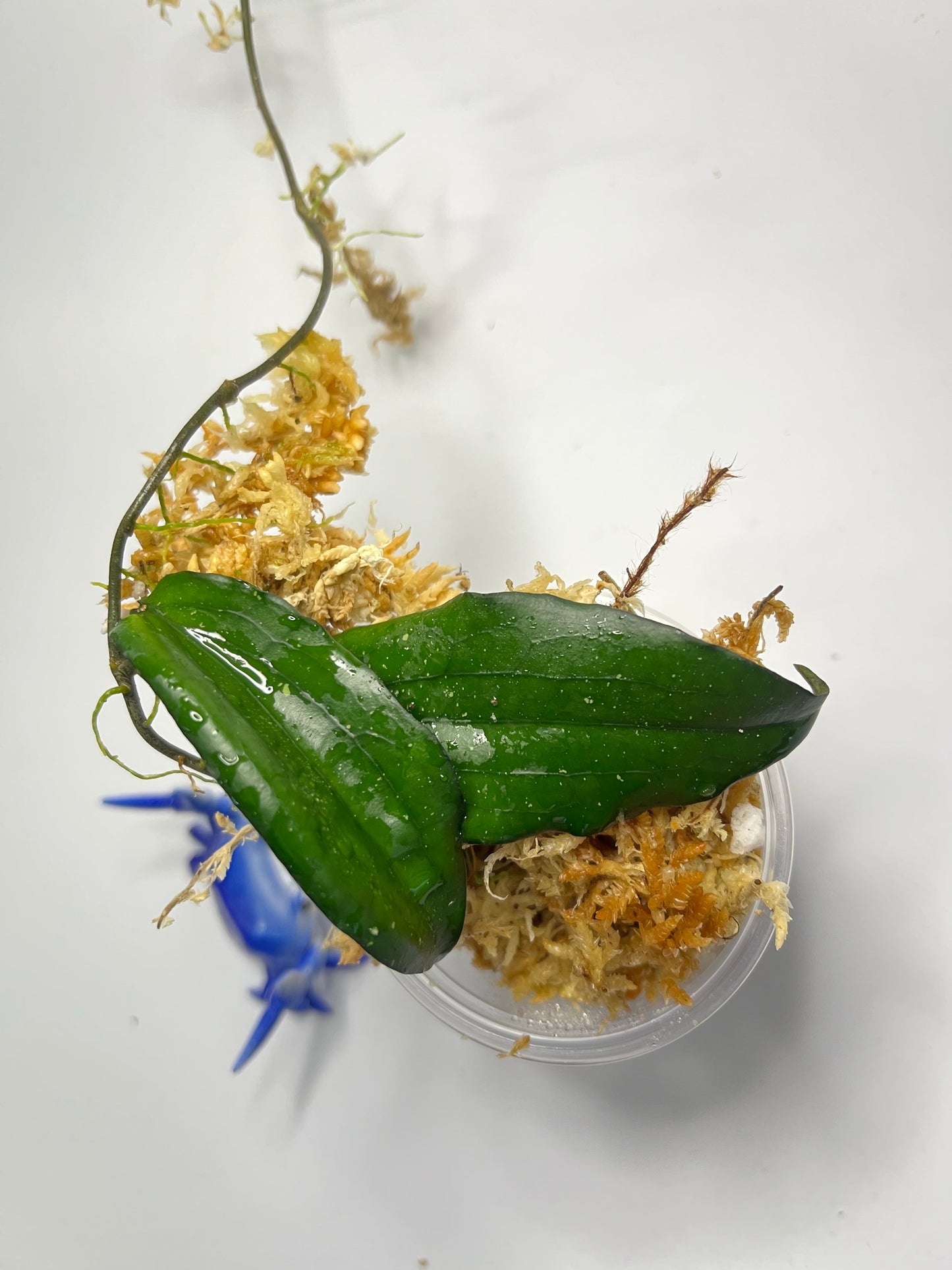 Hoya erythrina - unrooted