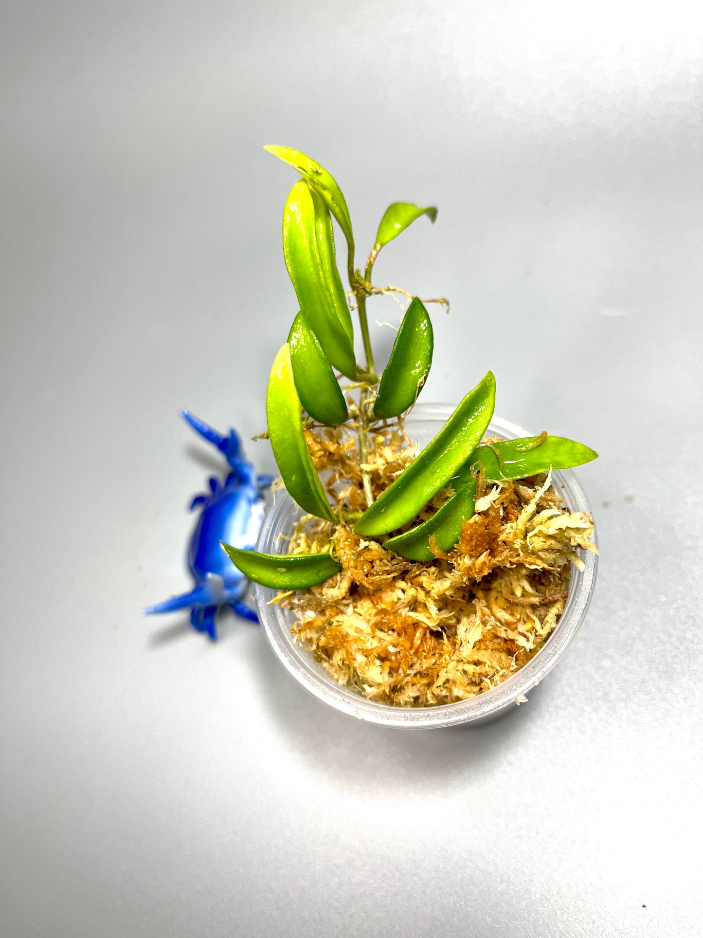 Hoya EPC 319 / PG04 / mini wayettii - Unrooted