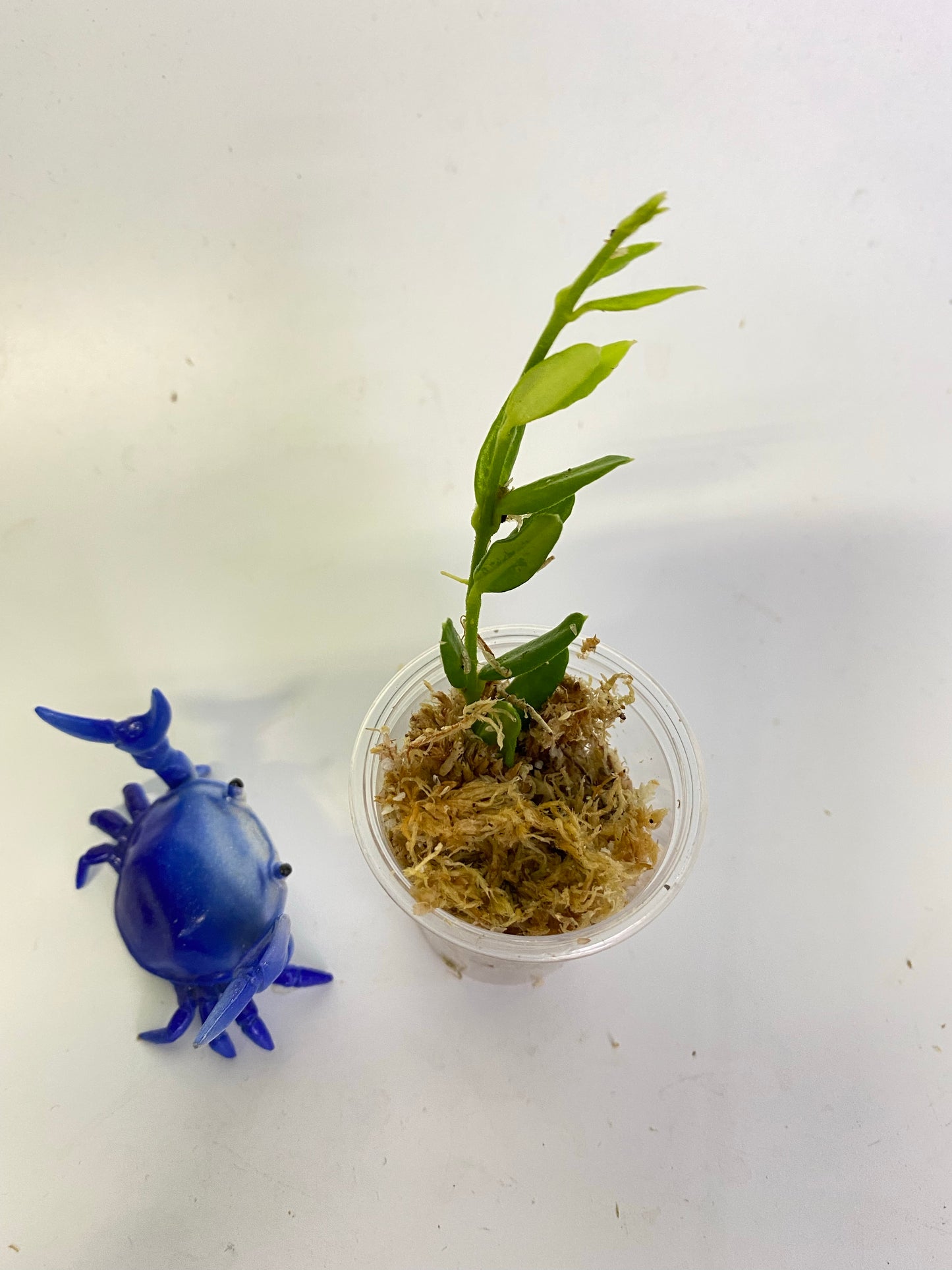 Hoya engleriana - Unrooted