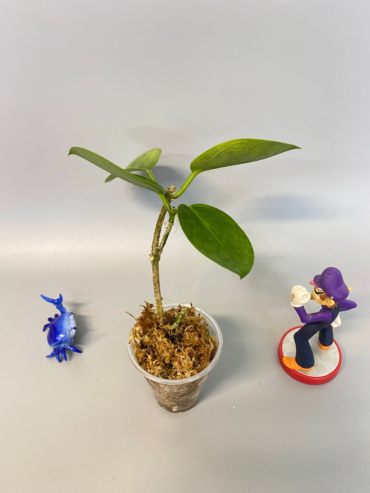 Hoya australis - free add-on