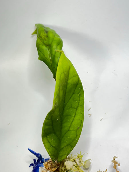 Hoya vitellinoides - has some roots