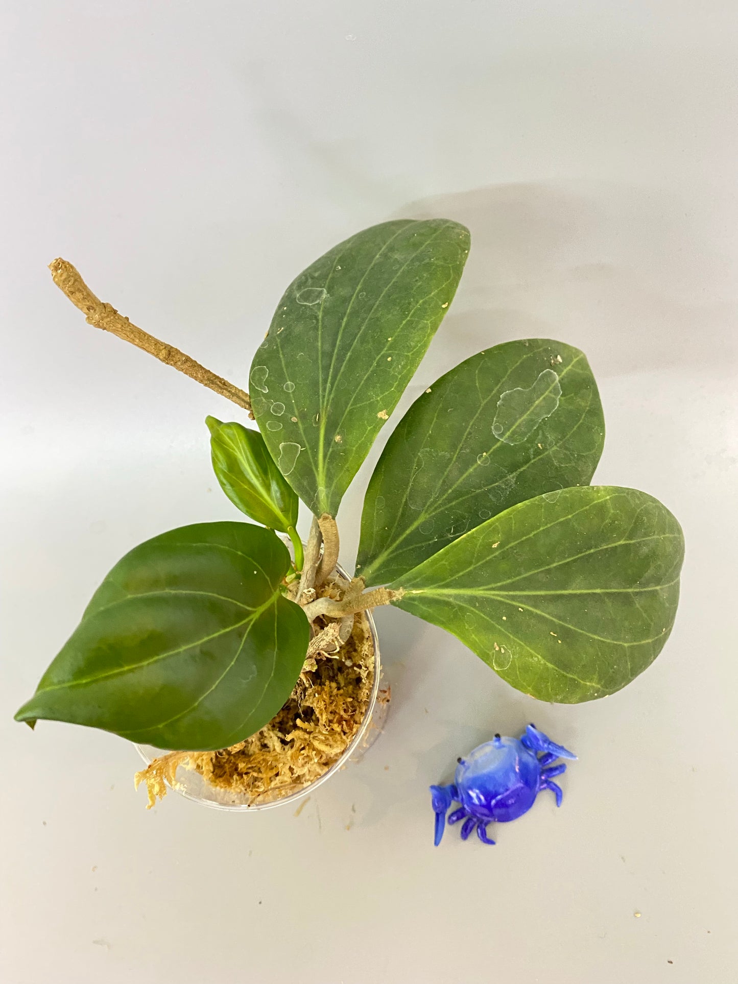 Hoya Hellwigiana reserved for Teresa - Unrooted