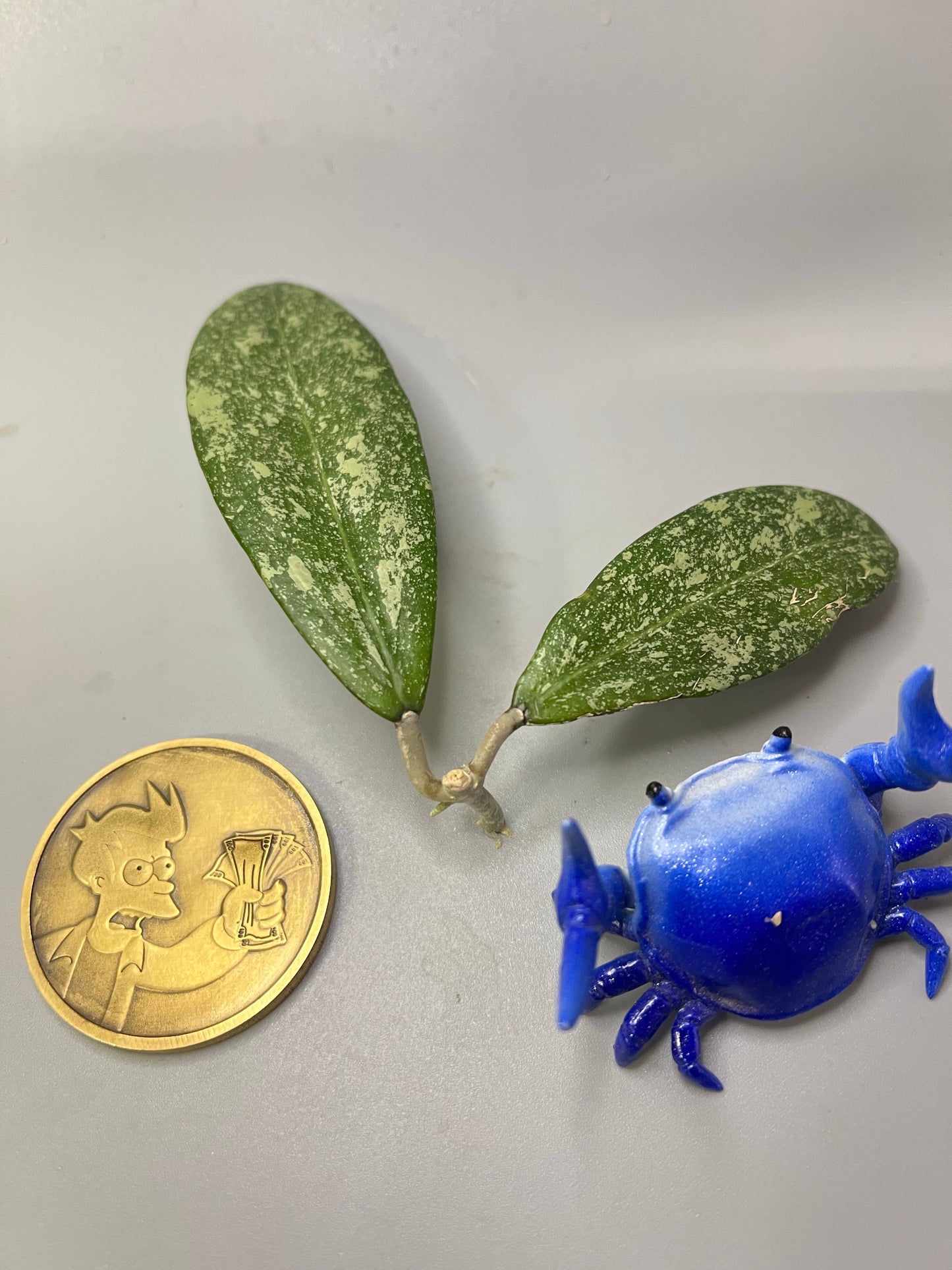 Hoya epc 600 / epc-600 - has short stem Unrooted