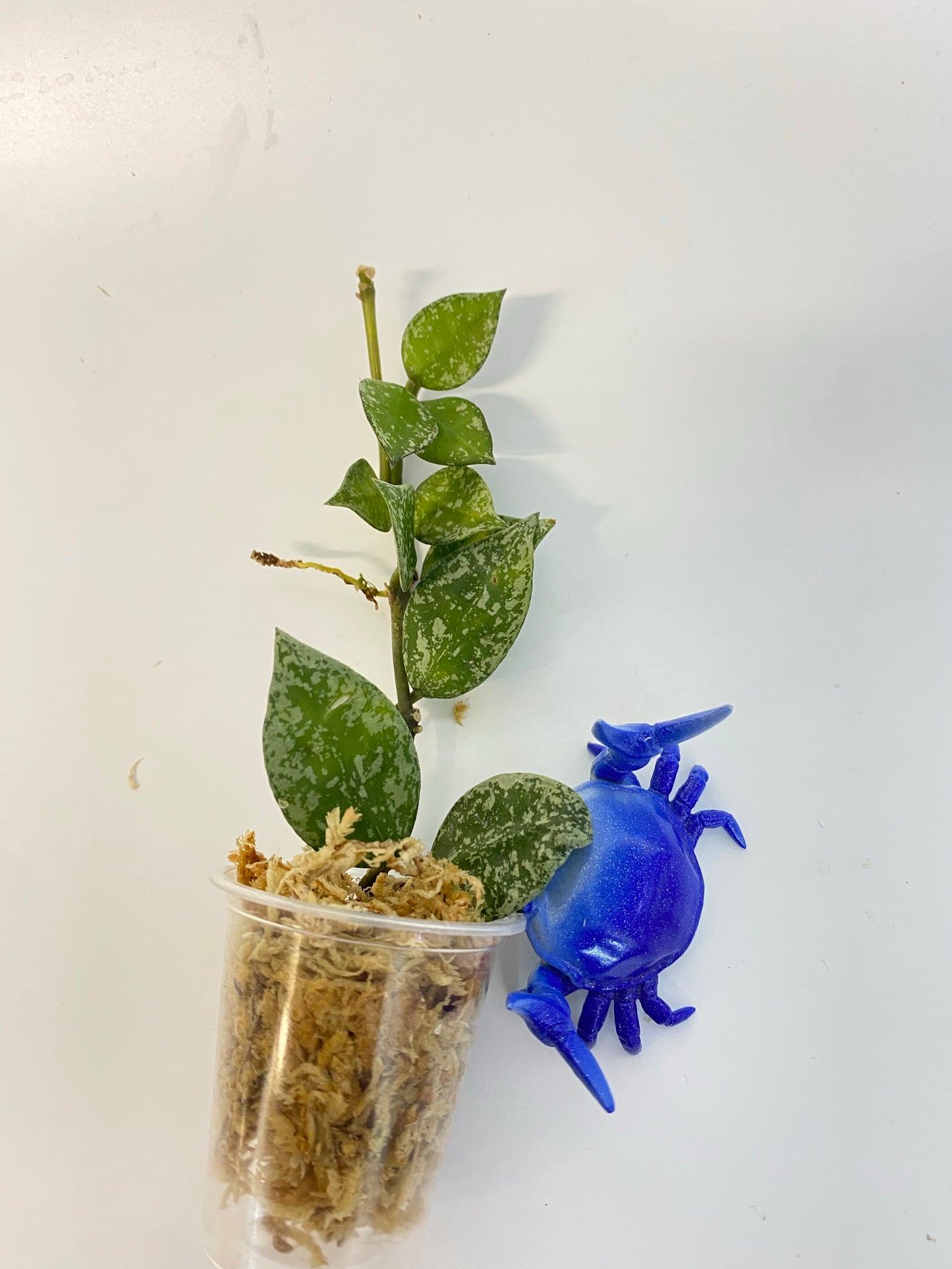 Hoya krohniana (eskimo) splash