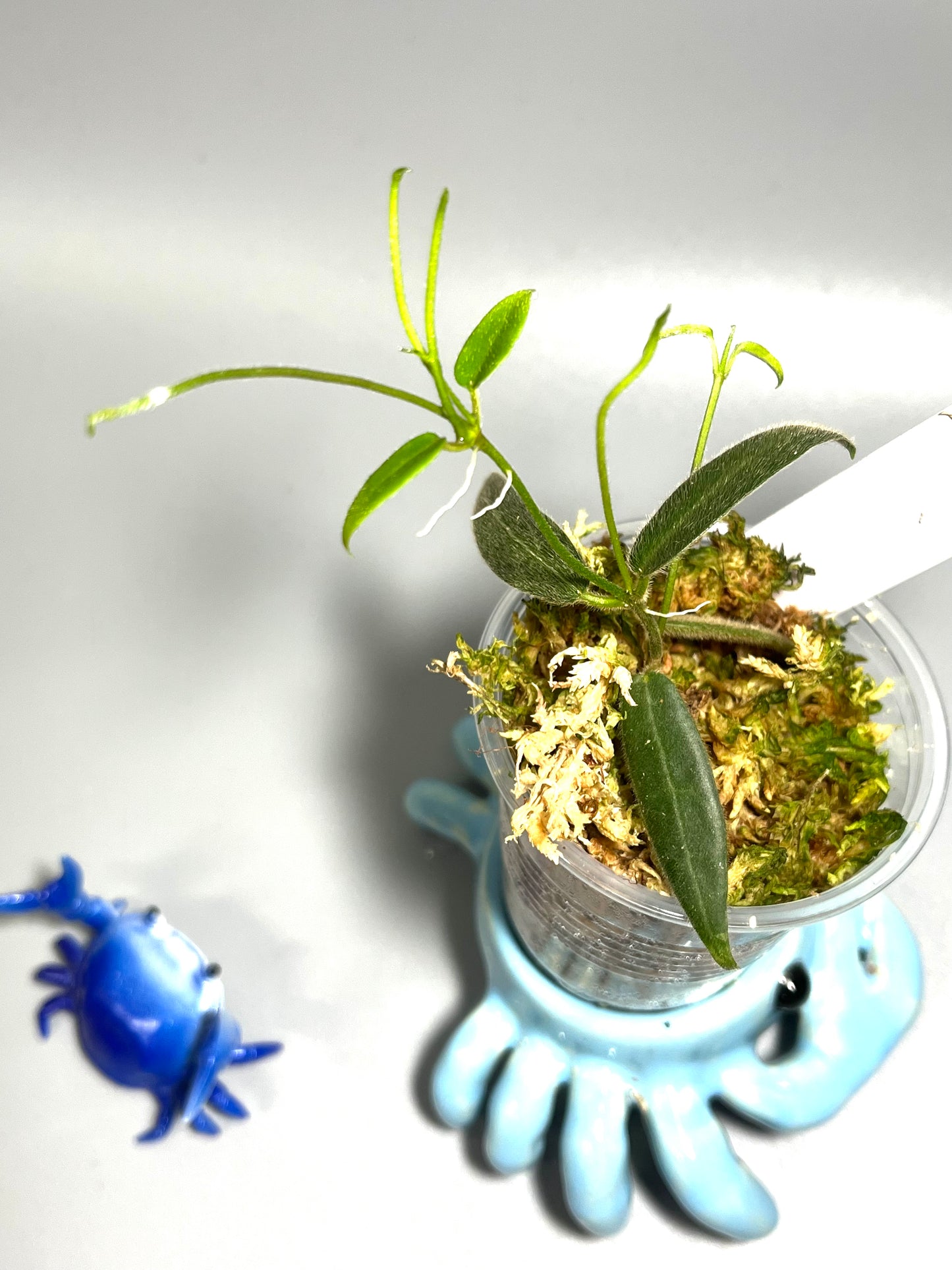 Hoya hypolasia - active growth