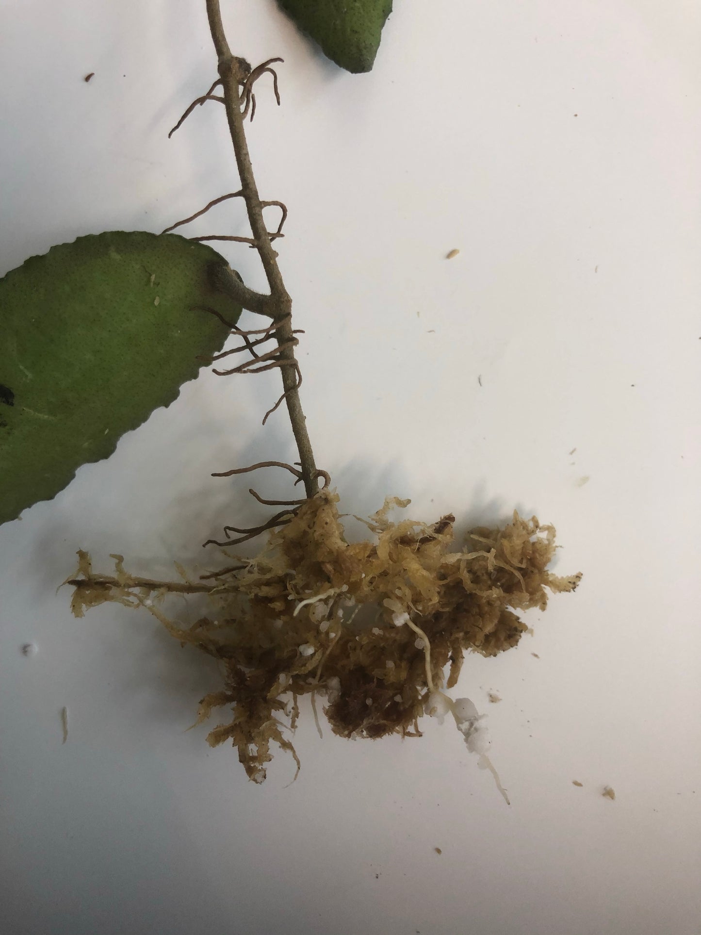 Hoya caudata Sumatra with some roots.