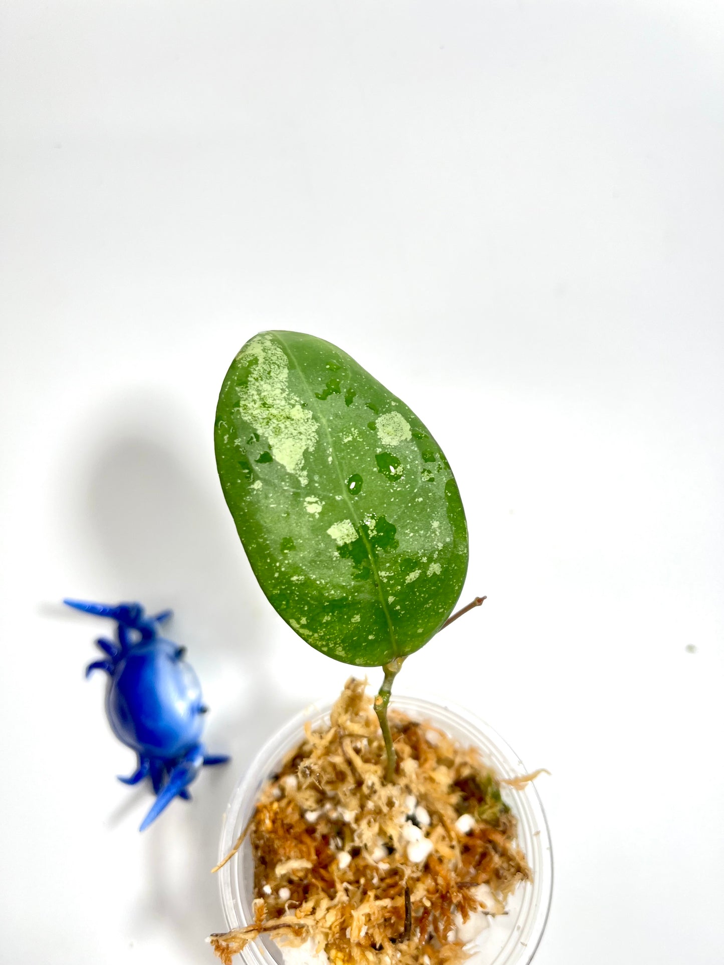 Hoya erythrostemma - pink corona with splash - unrooted