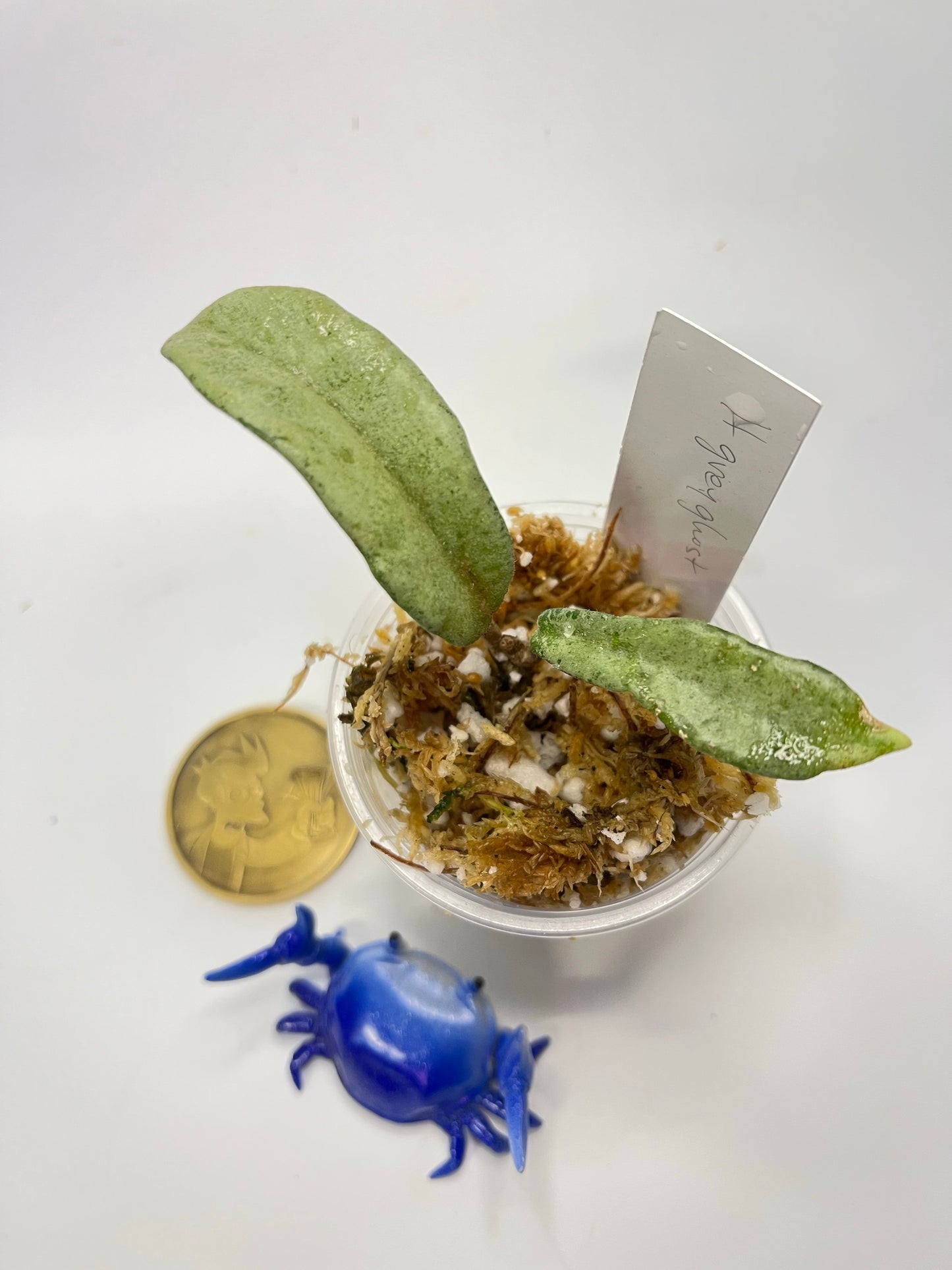 Hoya carnosa grey ghost - has some roots