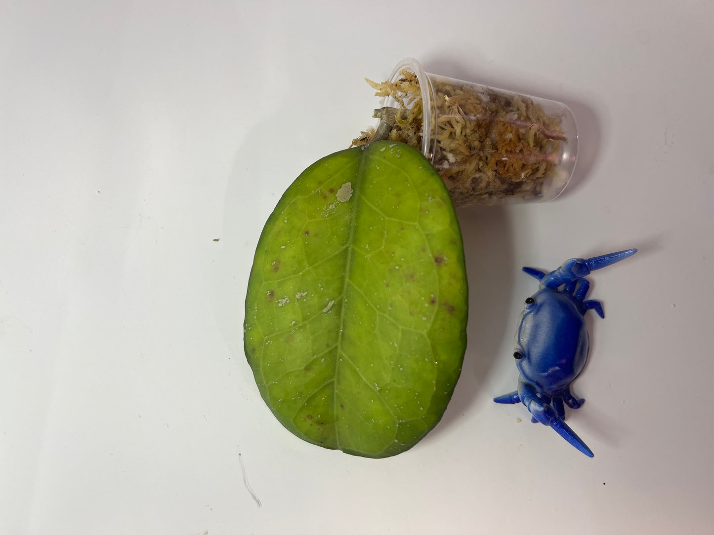 Hoya ‘perfection’ MB001 x ‘noelle’ - unrooted